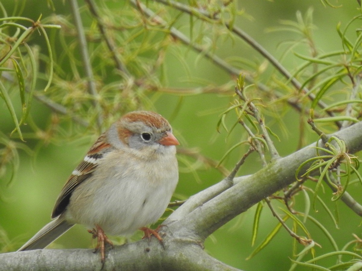 Field Sparrow - ML616935893