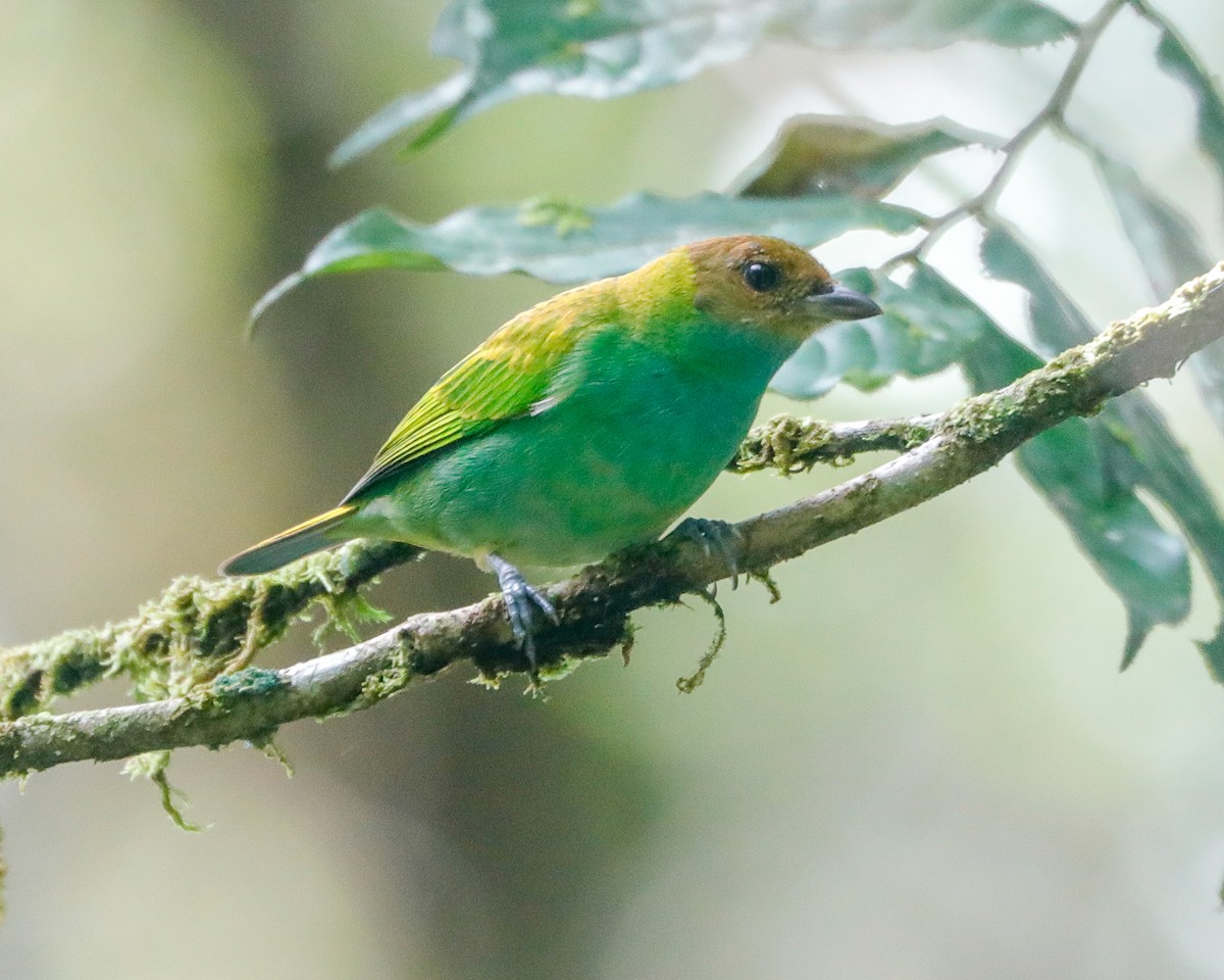 Bay-headed Tanager - ML616935922