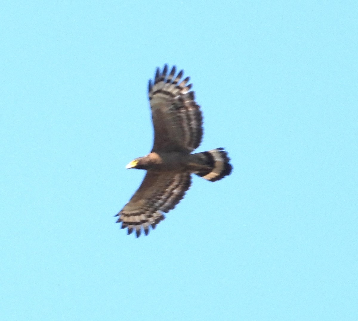 Crested Serpent-Eagle - ML616935971