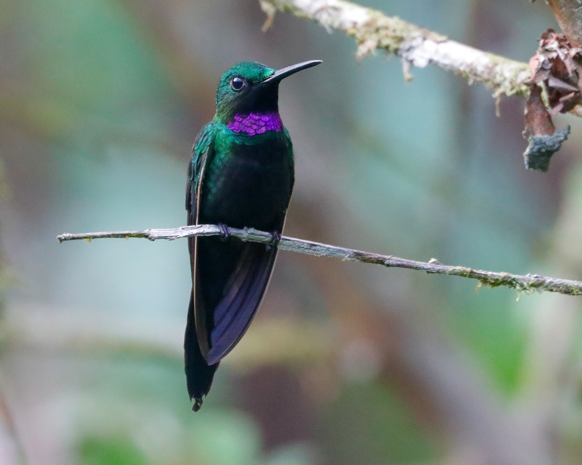 kolibřík zelenoprsý - ML616935972