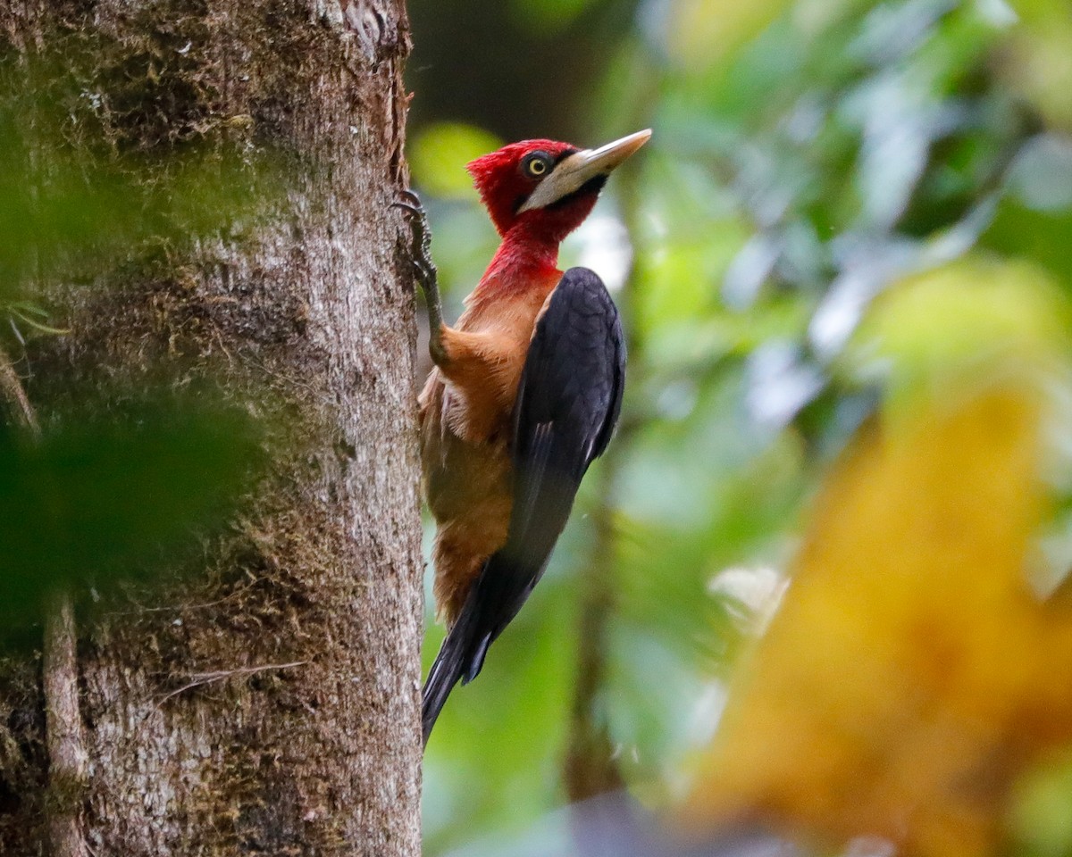 Red-necked Woodpecker - Matthew Douglas Gable