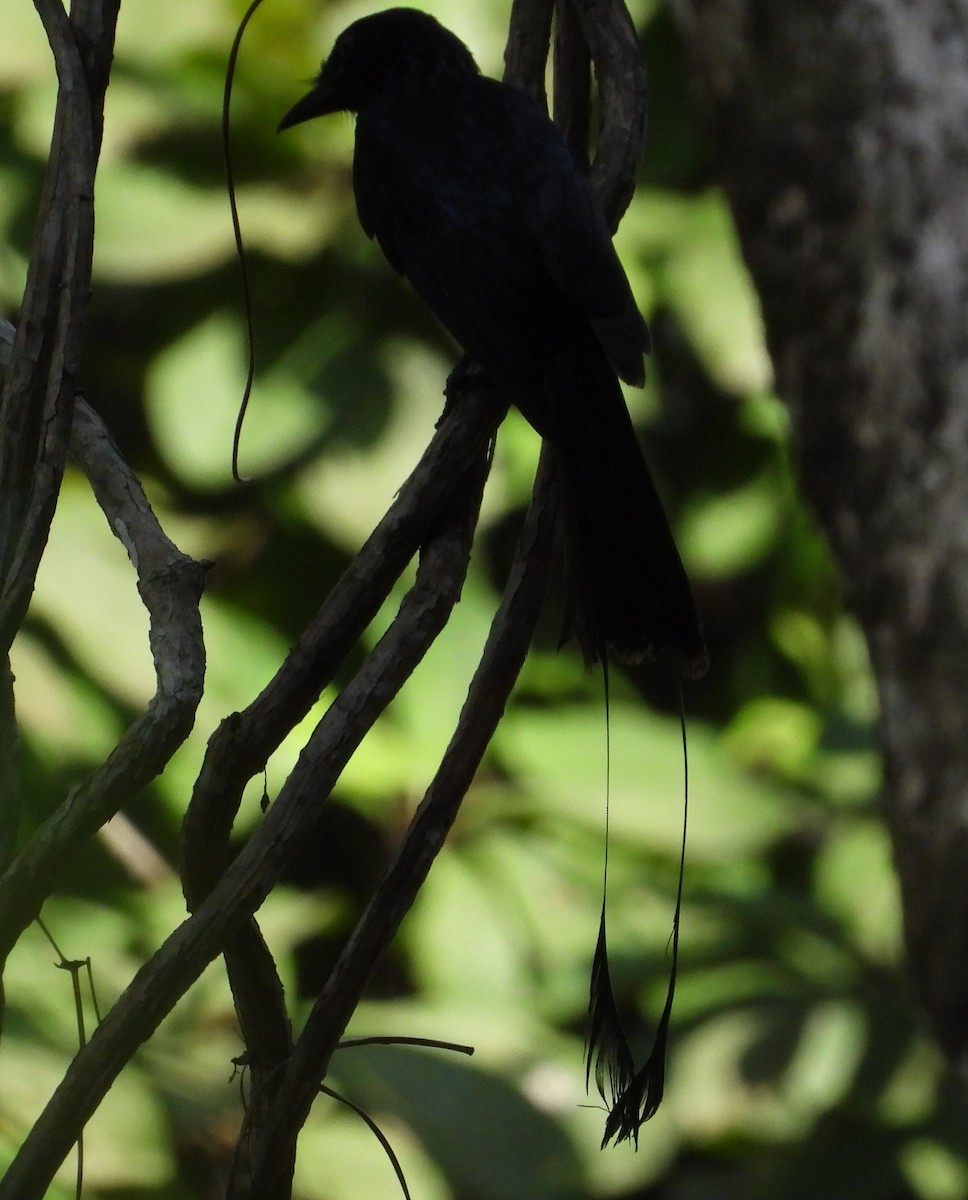Greater Racket-tailed Drongo - ML616936024