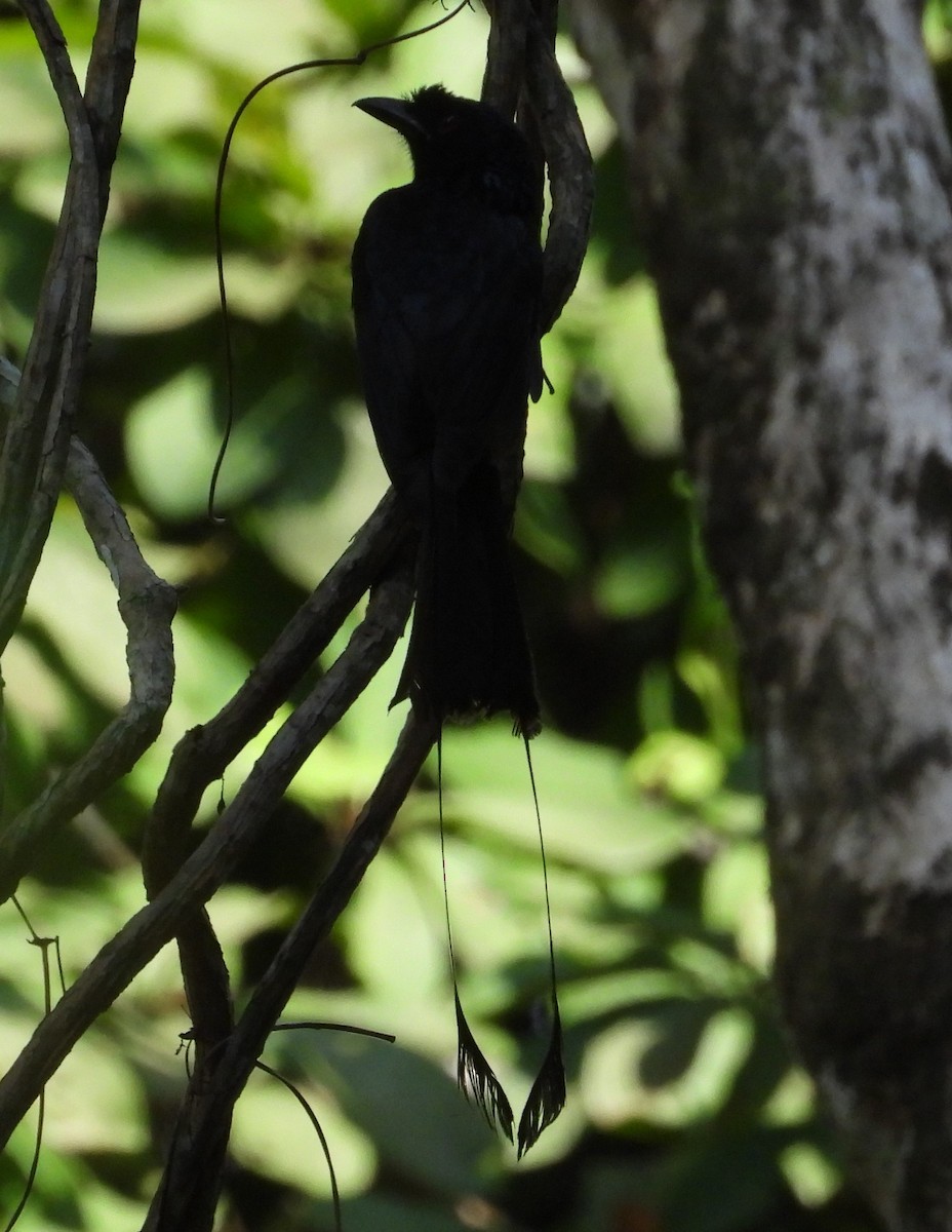Greater Racket-tailed Drongo - ML616936025