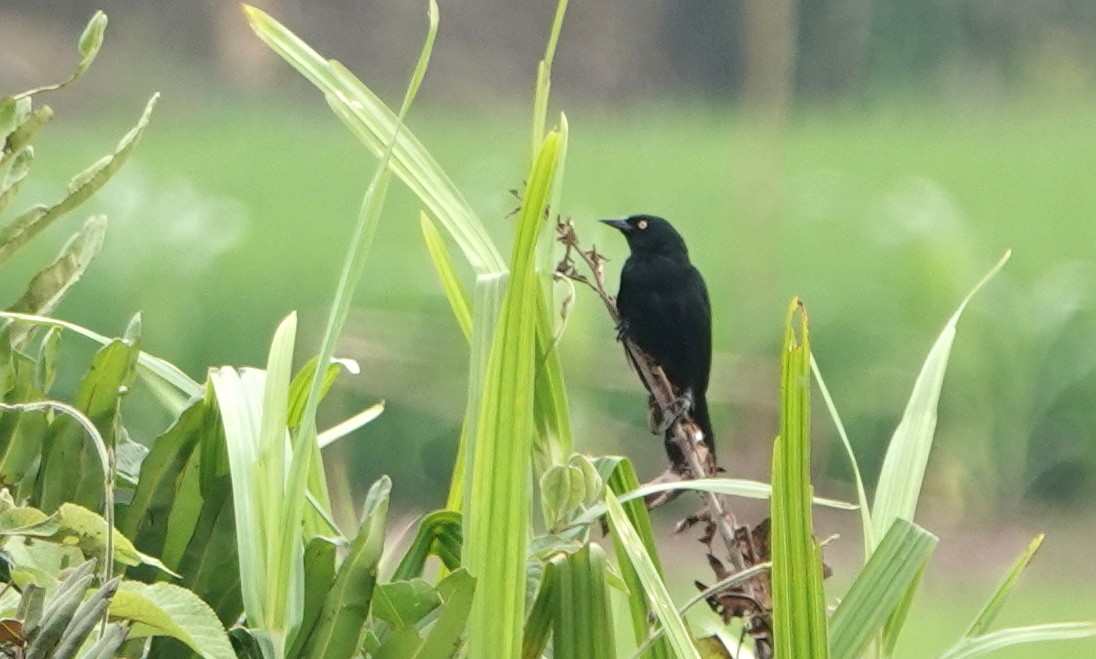 Pale-eyed Blackbird - ML616936084