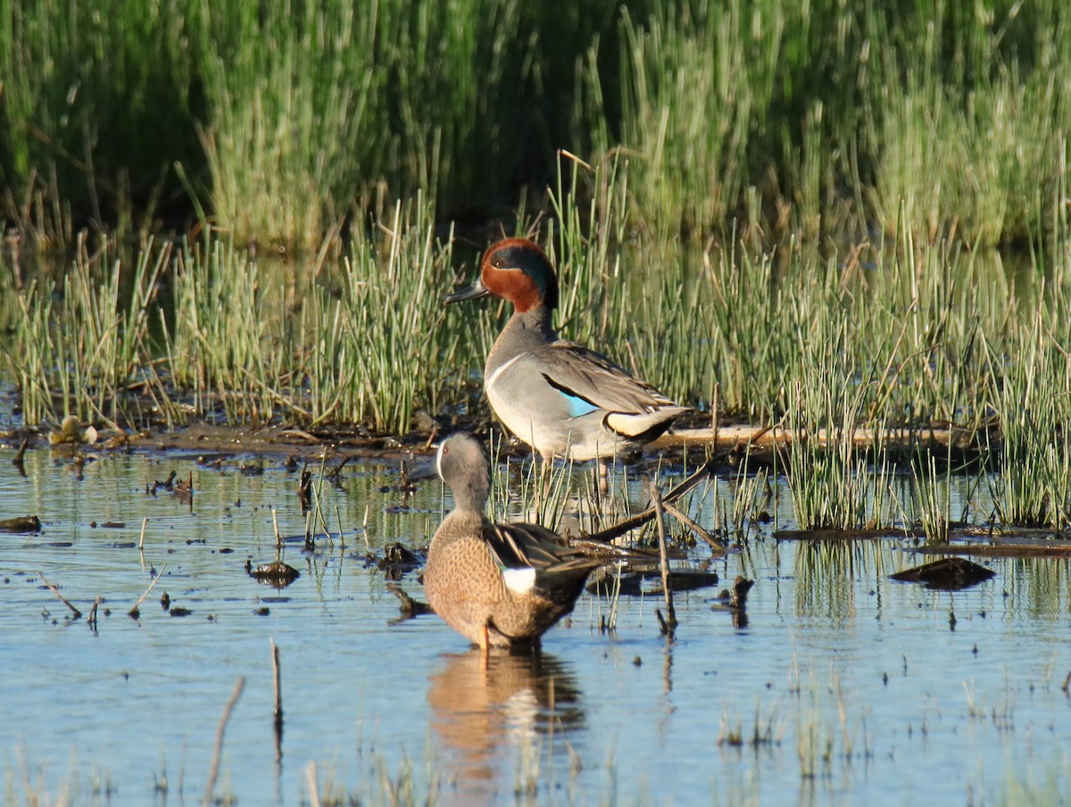 Green-winged Teal - ML616936102
