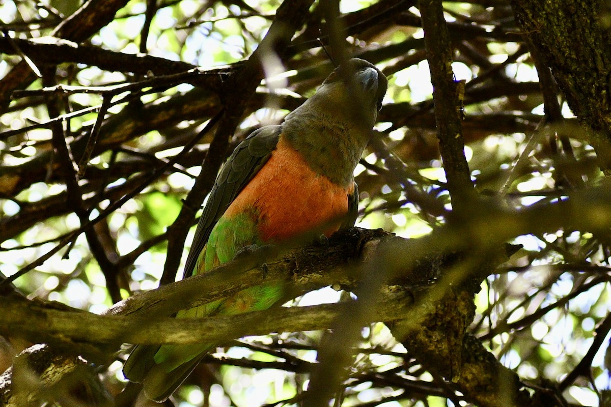 papoušek oranžovoprsý - ML616936170