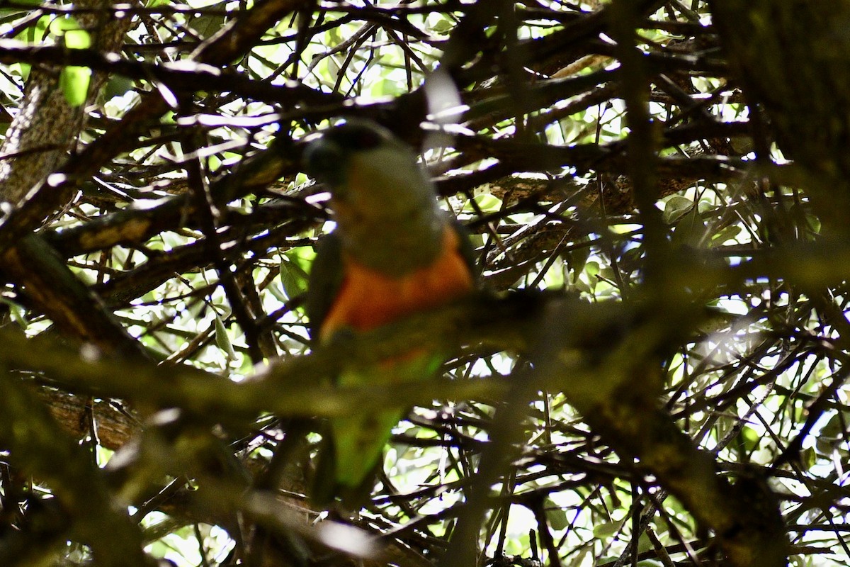 Red-bellied Parrot - ML616936171