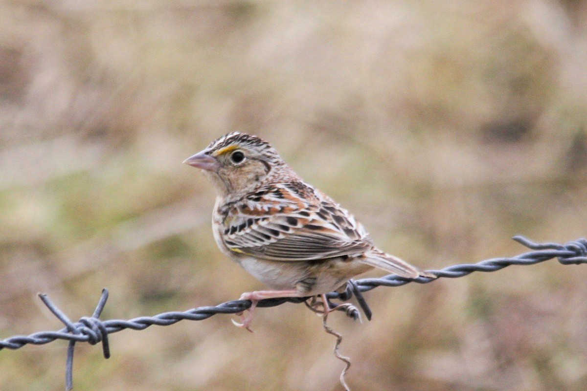 Grasshopper Sparrow - ML616936185
