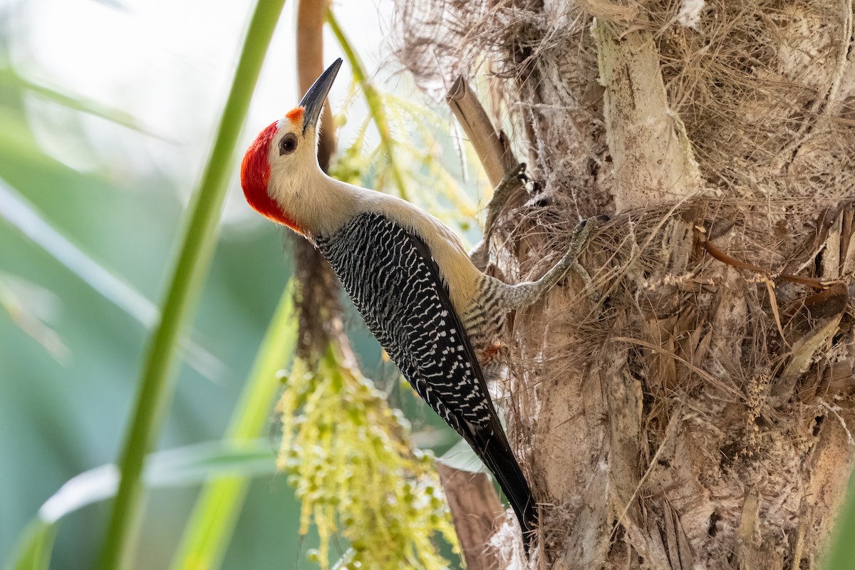 Golden-fronted Woodpecker (Velasquez's) - Bruno  Silva