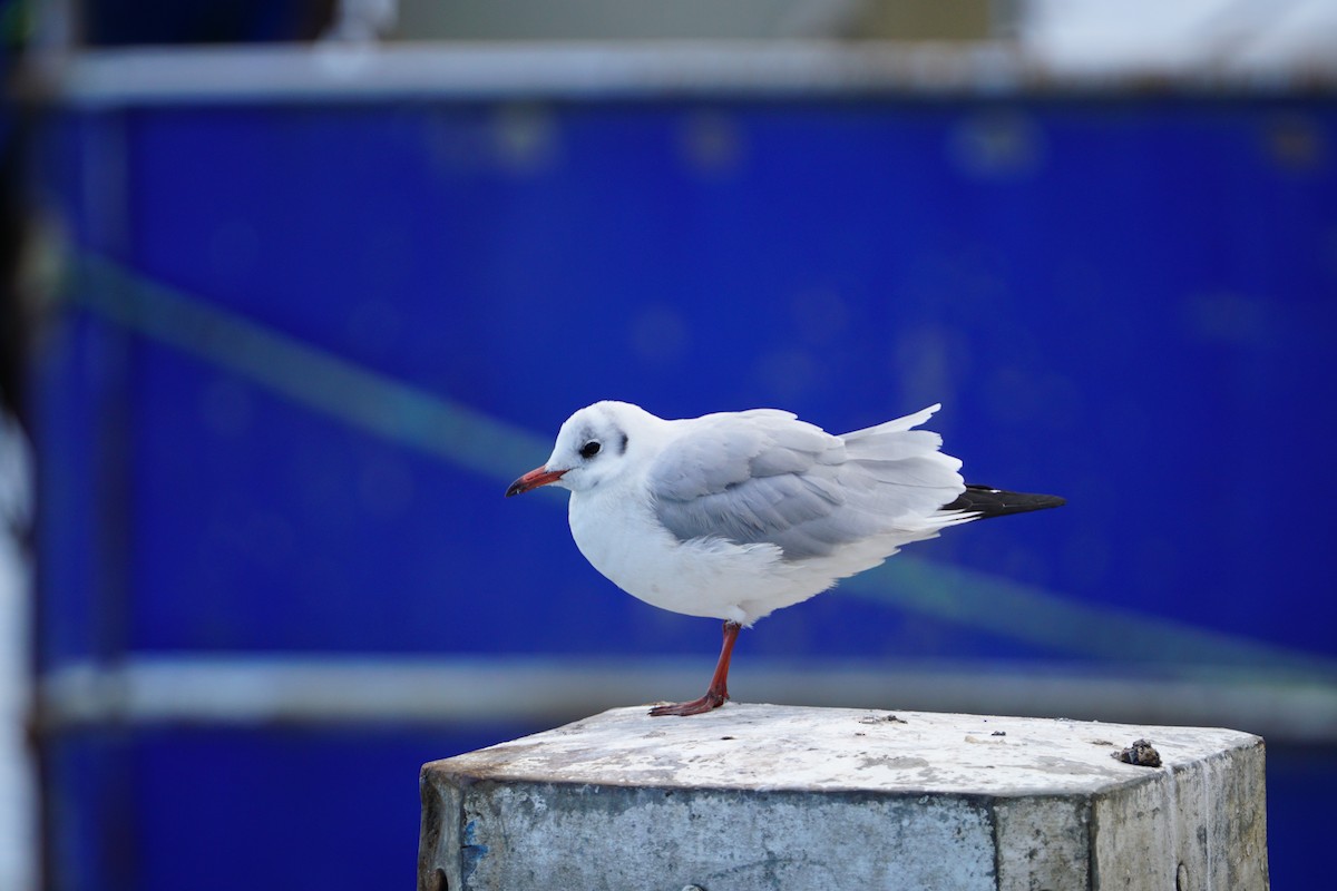 Mouette rieuse - ML616936455
