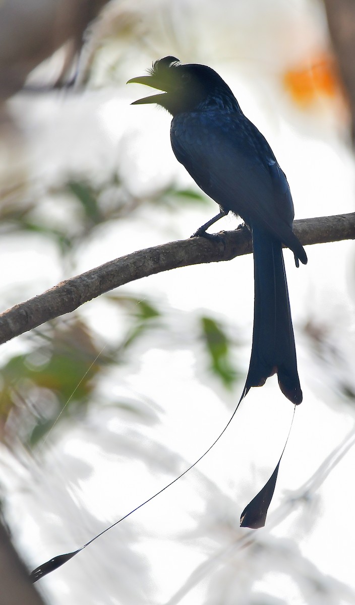Greater Racket-tailed Drongo - ML616936599