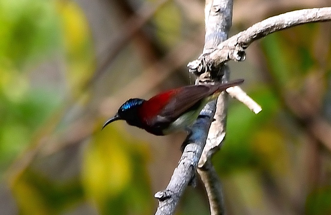 Crimson-backed Sunbird - HG Prashanthakumar
