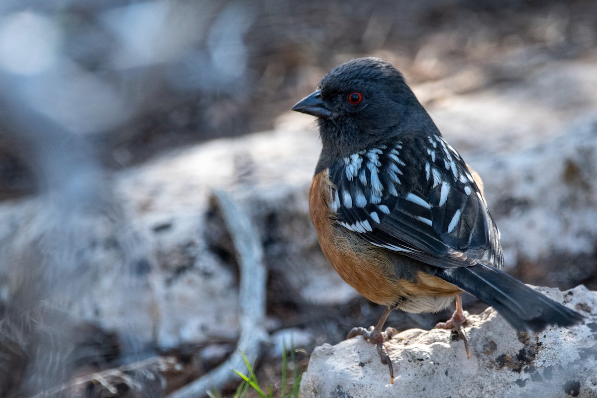 Spotted Towhee - ML616936734