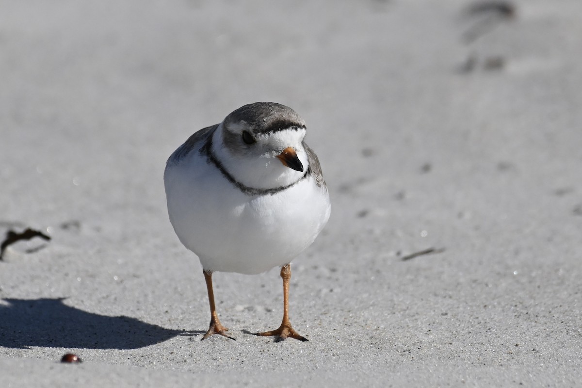 Piping Plover - ML616936827