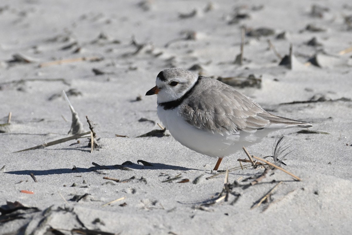 Piping Plover - ML616936828