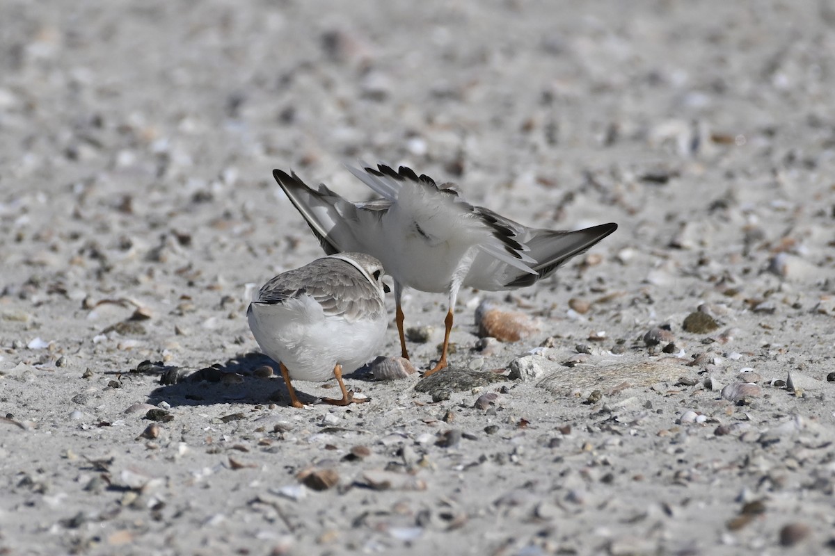 Piping Plover - ML616936829