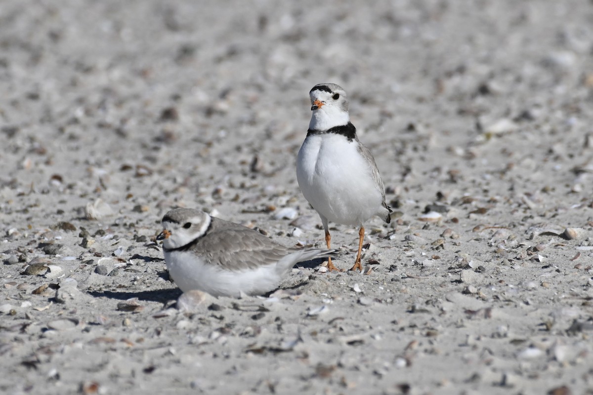 Piping Plover - ML616936830