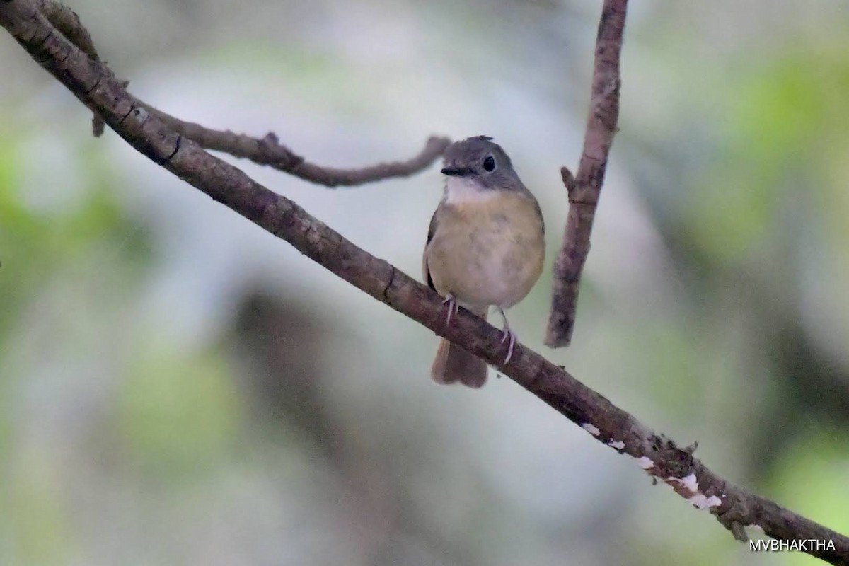 Pale-chinned Flycatcher - ML616936909