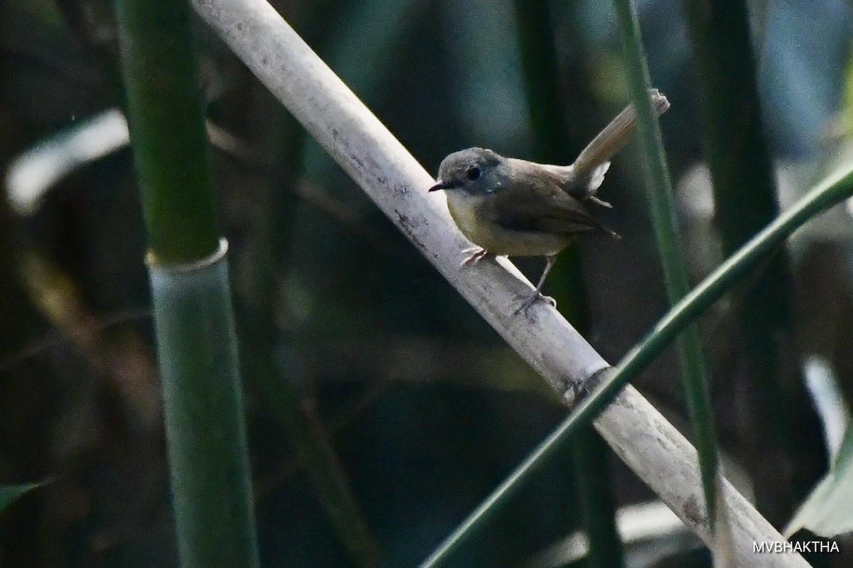 Pale-chinned Flycatcher - ML616936910