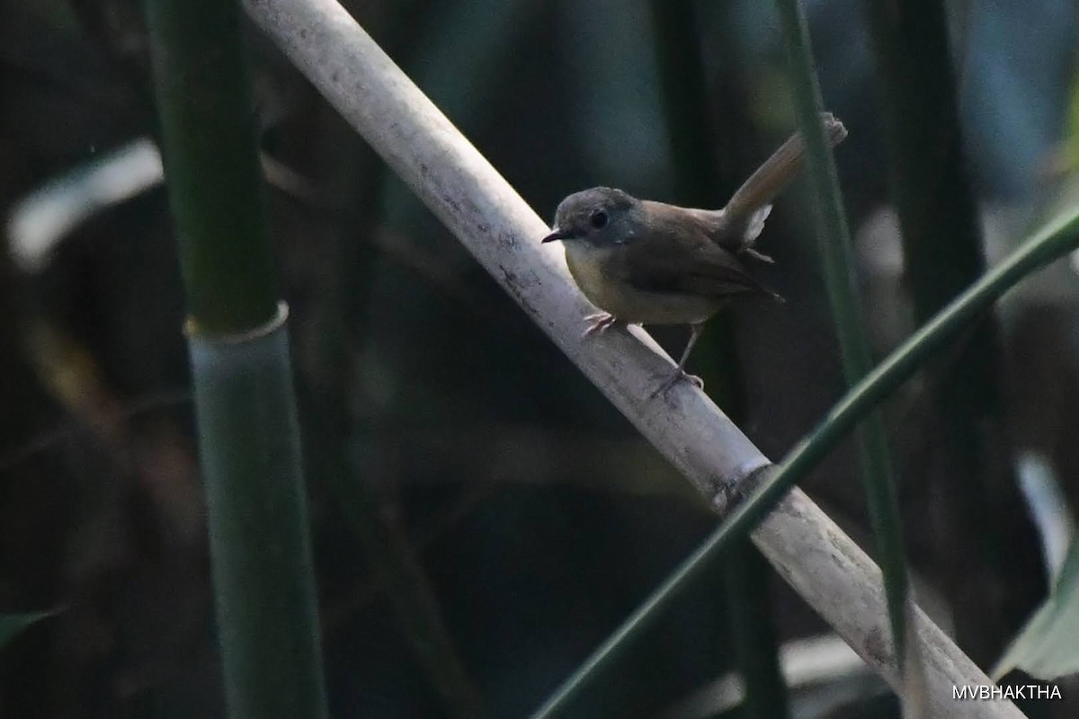 Pale-chinned Flycatcher - ML616936911