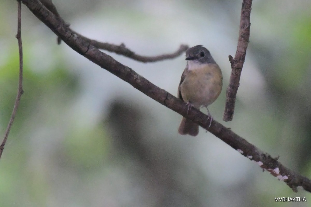 Pale-chinned Flycatcher - ML616936913