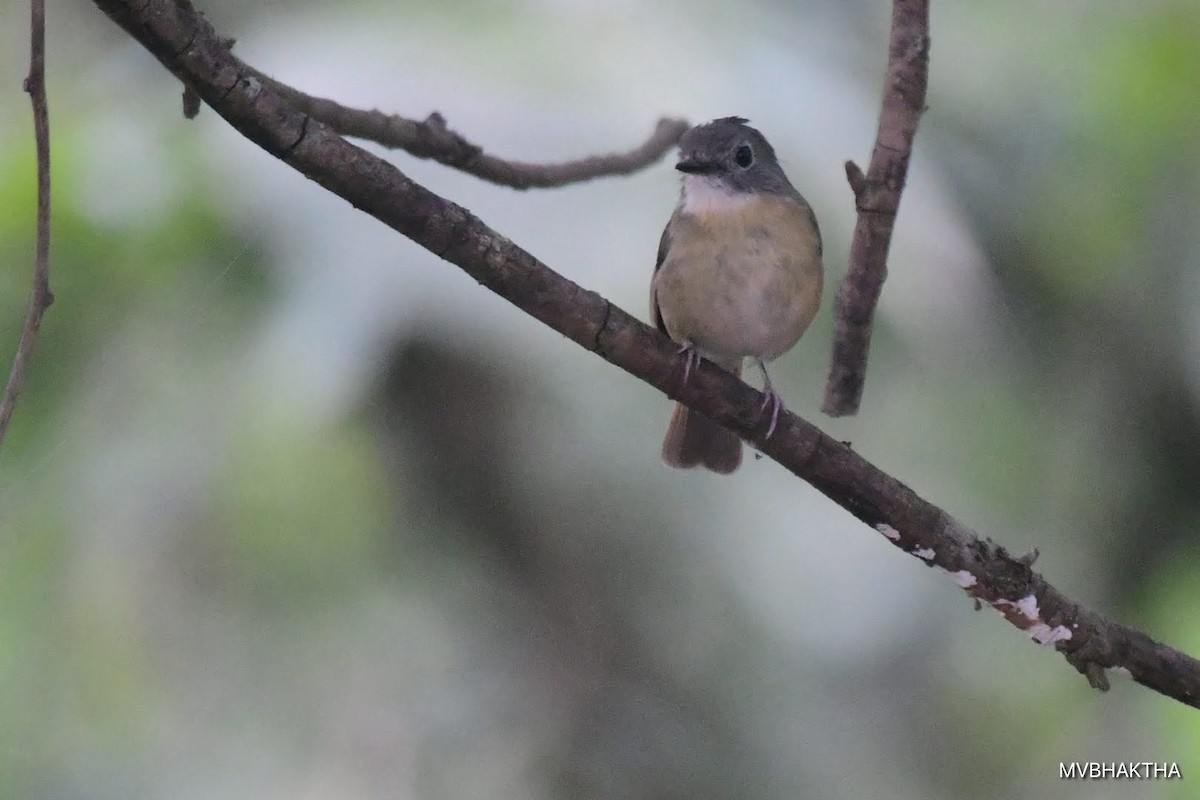 Pale-chinned Flycatcher - ML616936914
