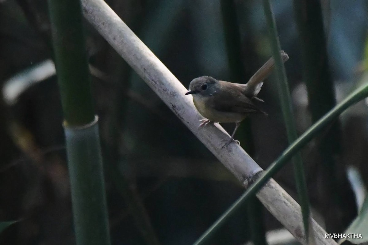 Pale-chinned Flycatcher - ML616936915