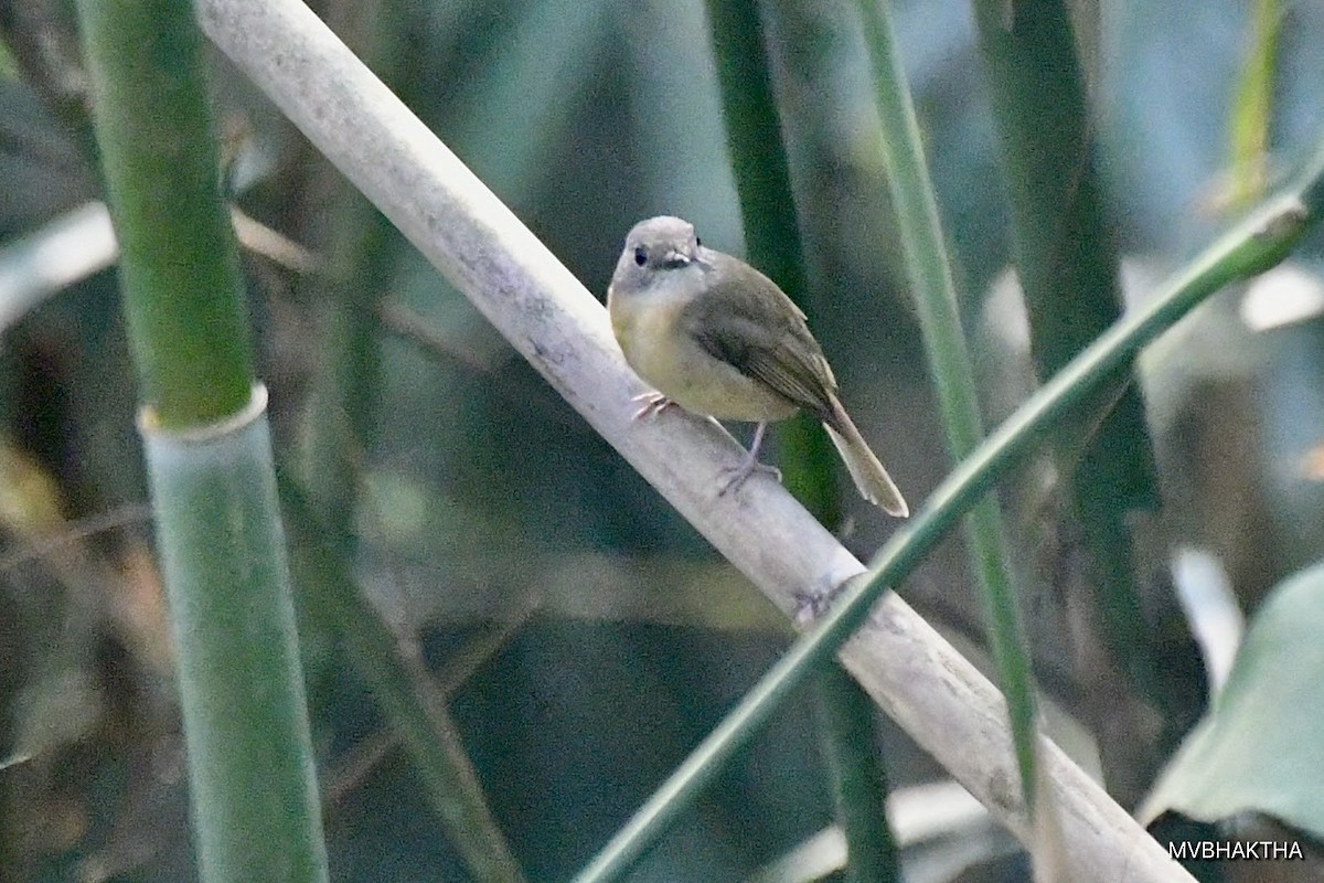 Pale-chinned Flycatcher - ML616936916