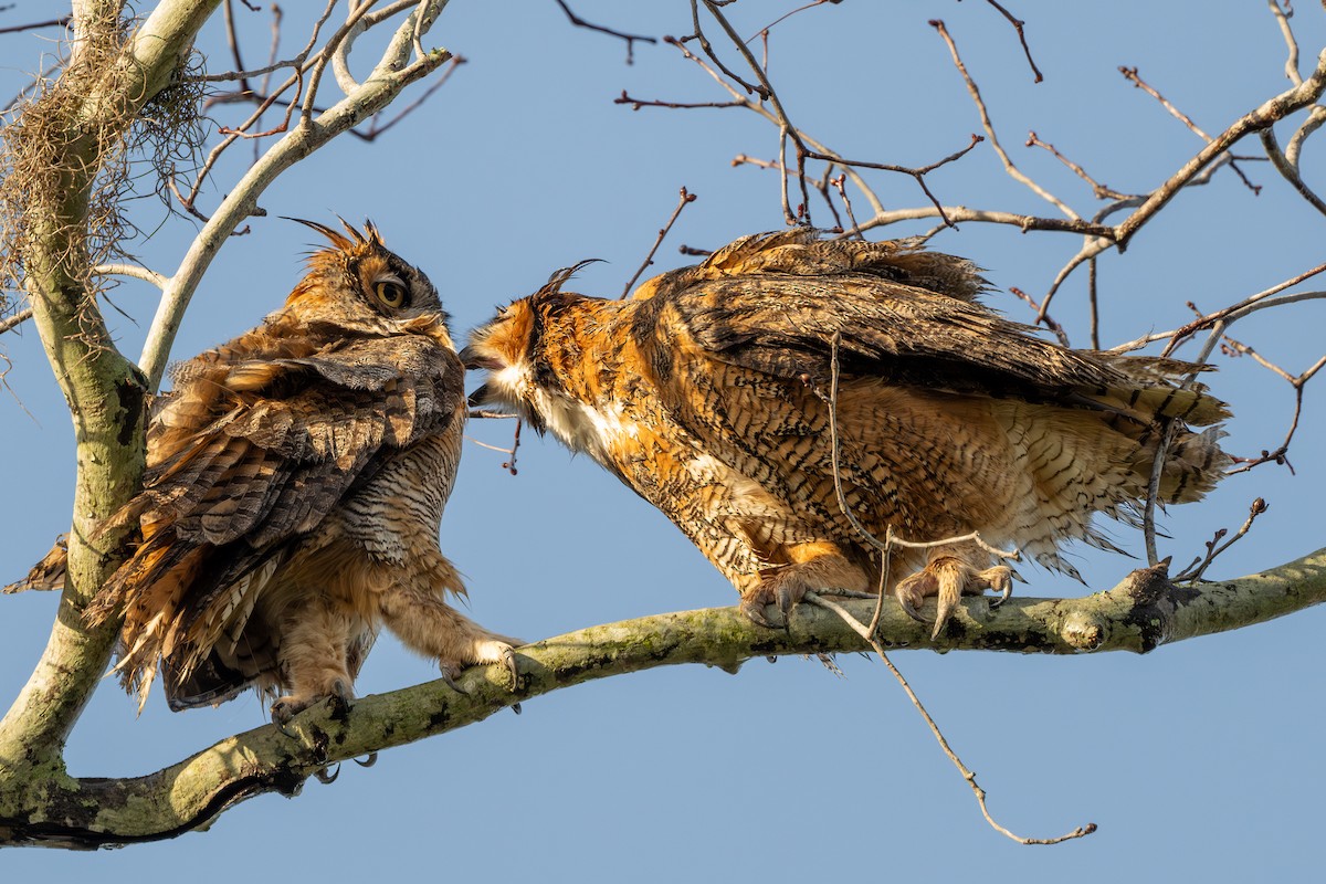 Great Horned Owl - Ron Buening