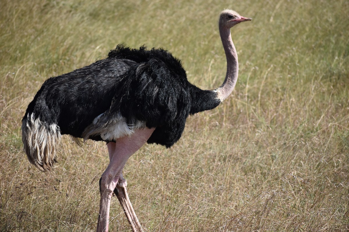 Common Ostrich - Darci Miller