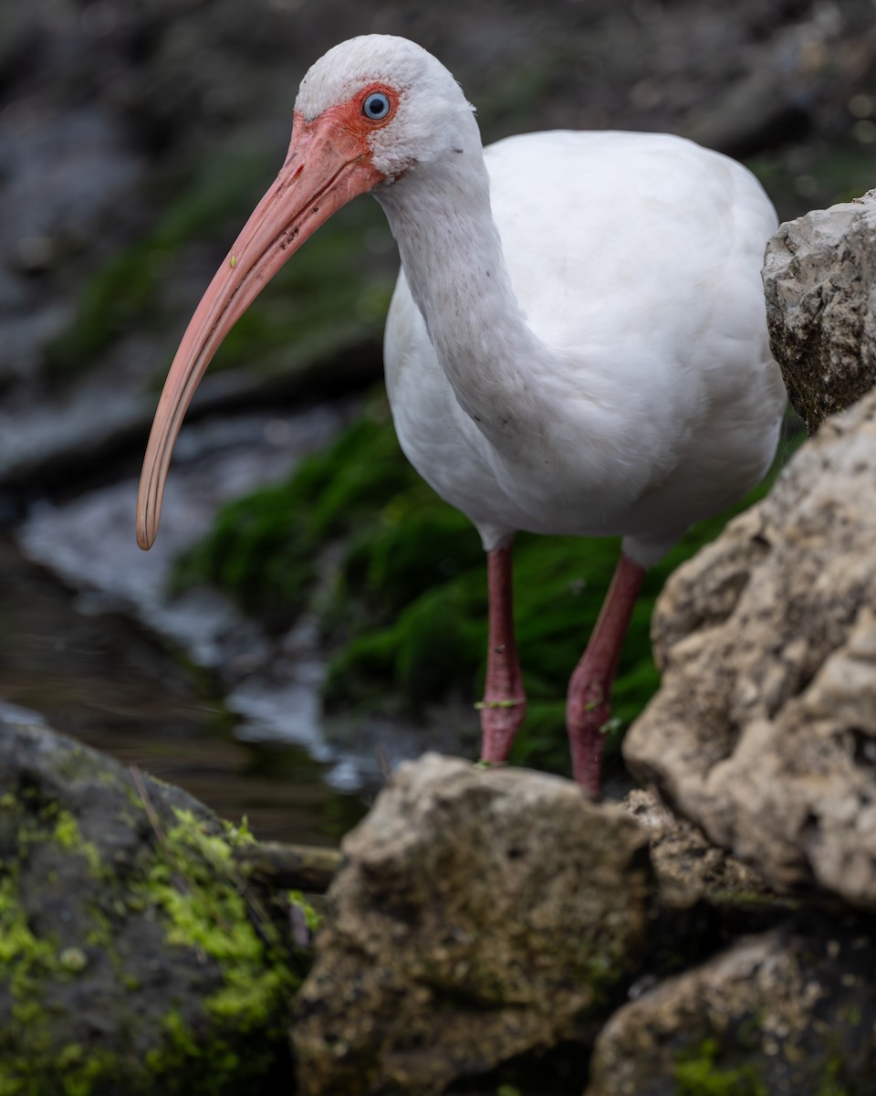 ibis bílý - ML616936988