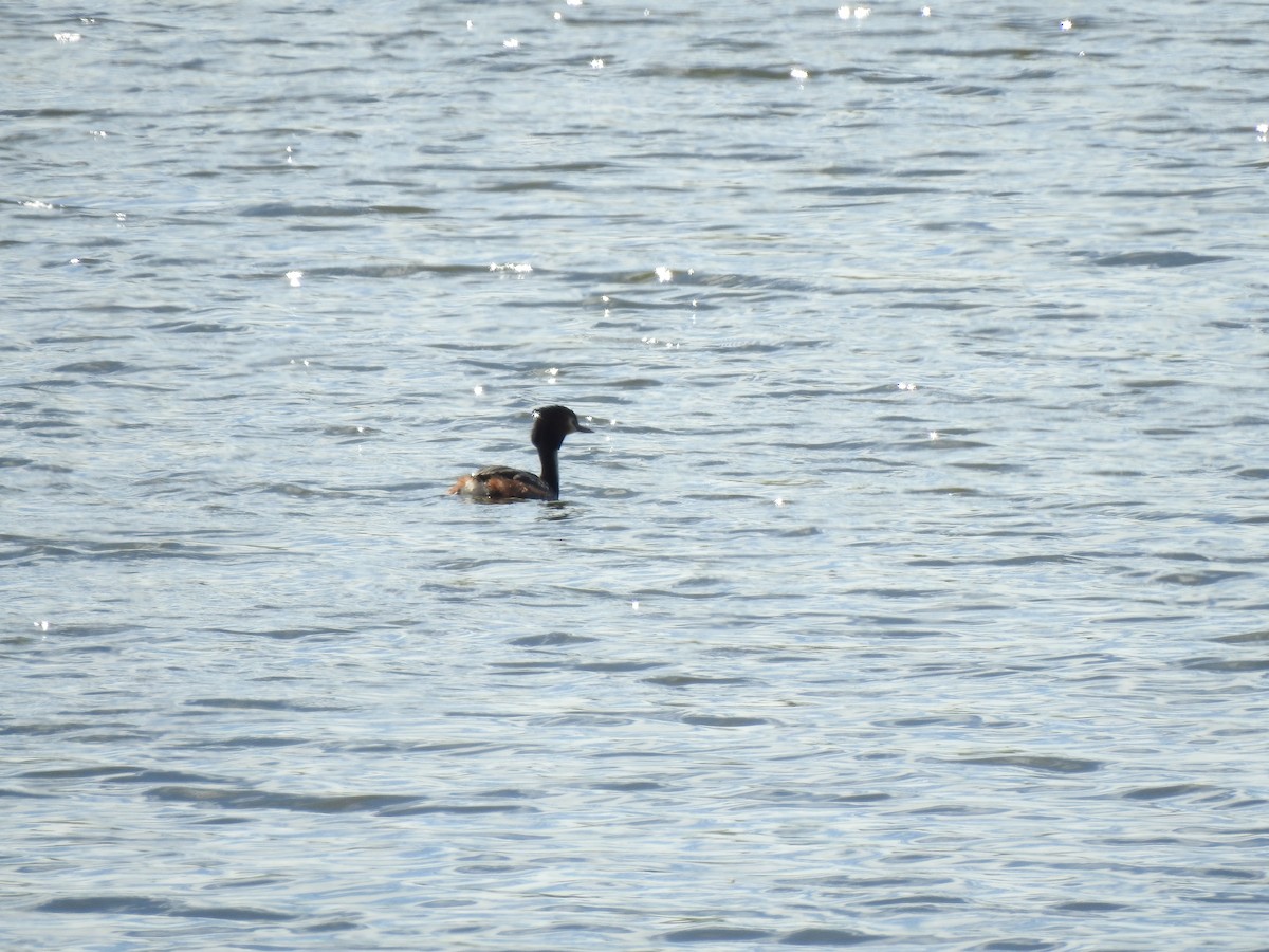 Great Crested Grebe - ML616937006