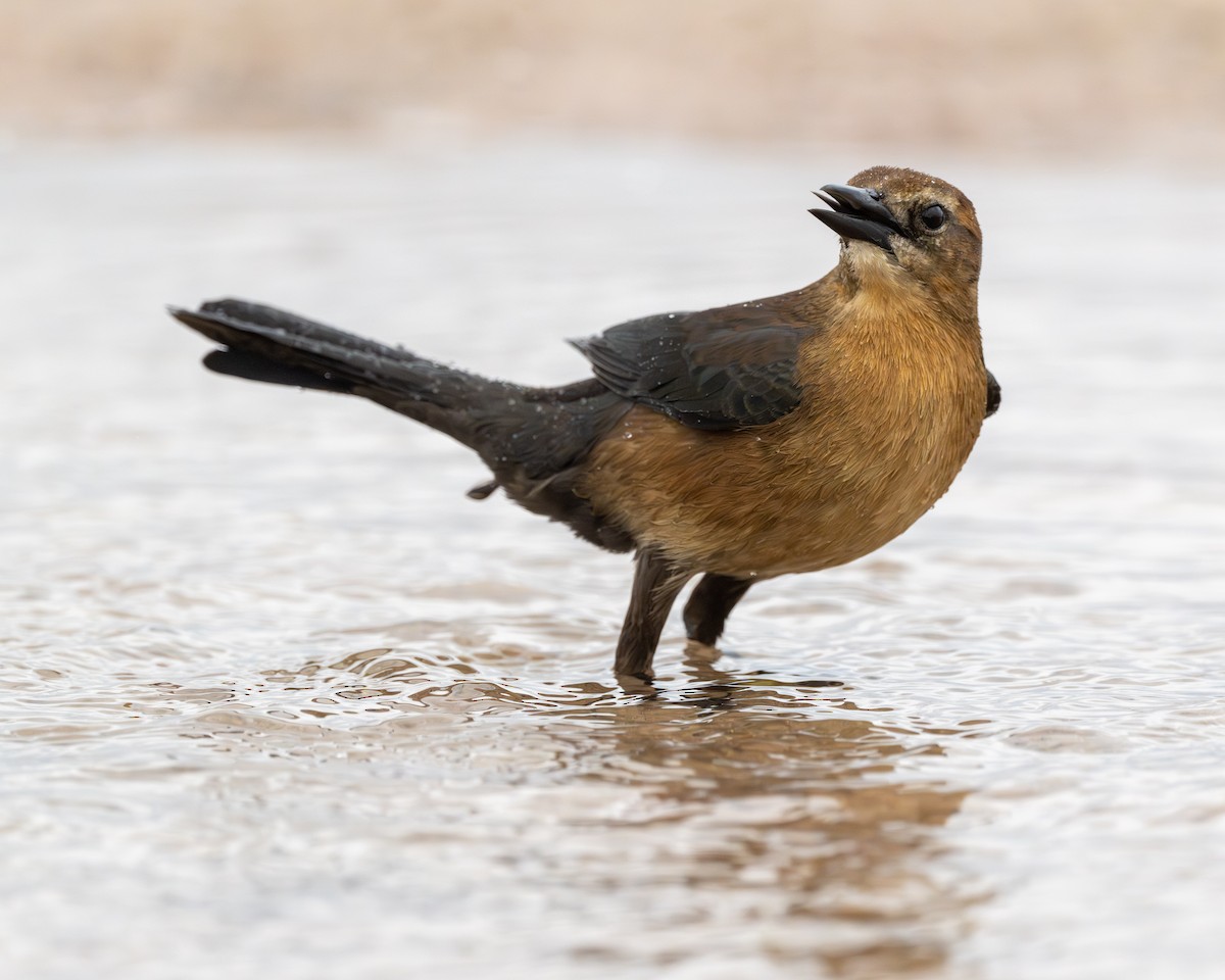 Boat-tailed Grackle - Ron Buening