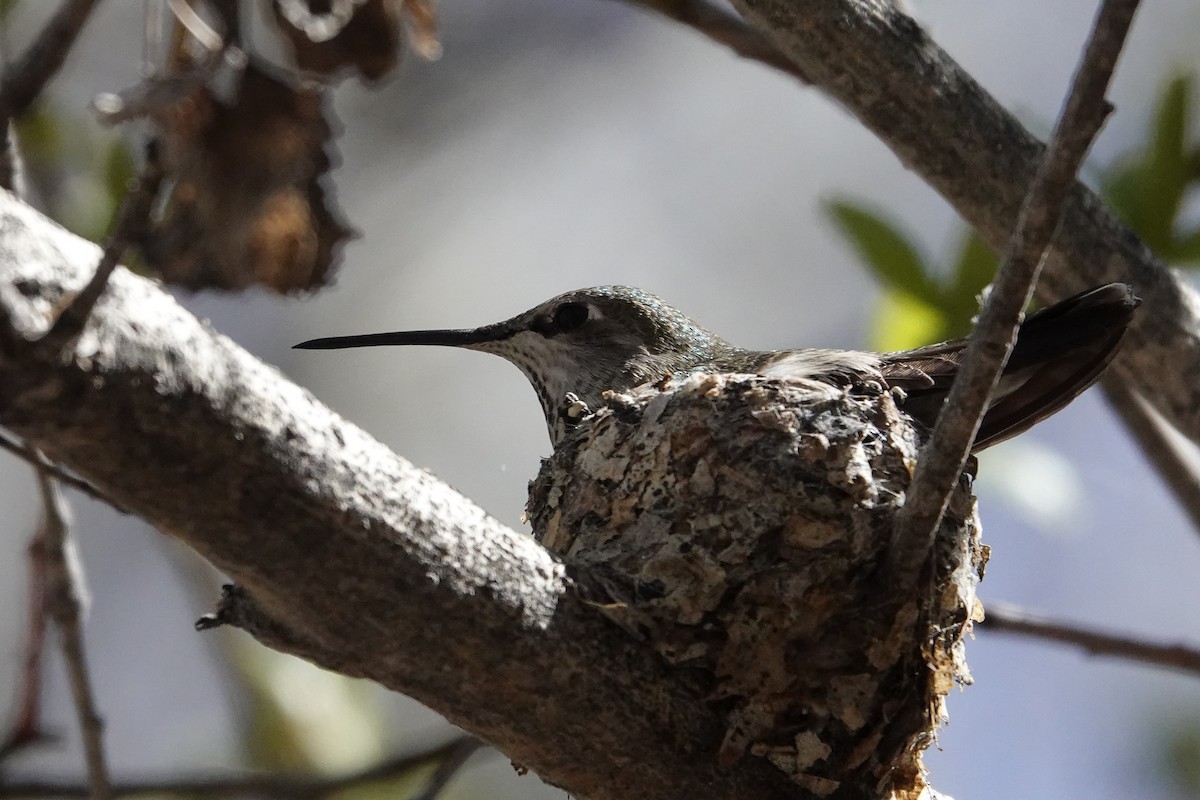 Anna's Hummingbird - ML616937076