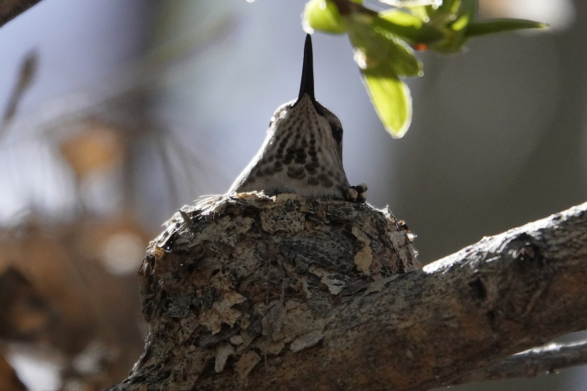 Anna's Hummingbird - ML616937077