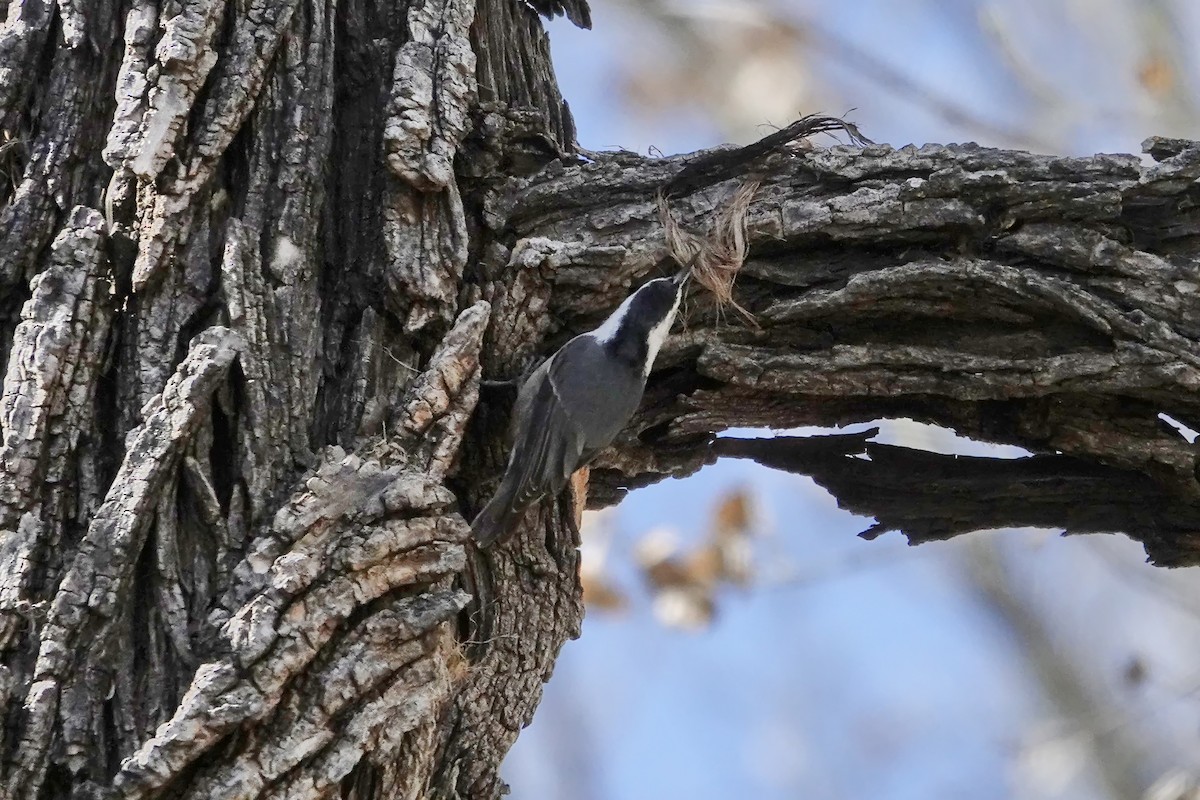 White-breasted Nuthatch (Interior West) - ML616937116
