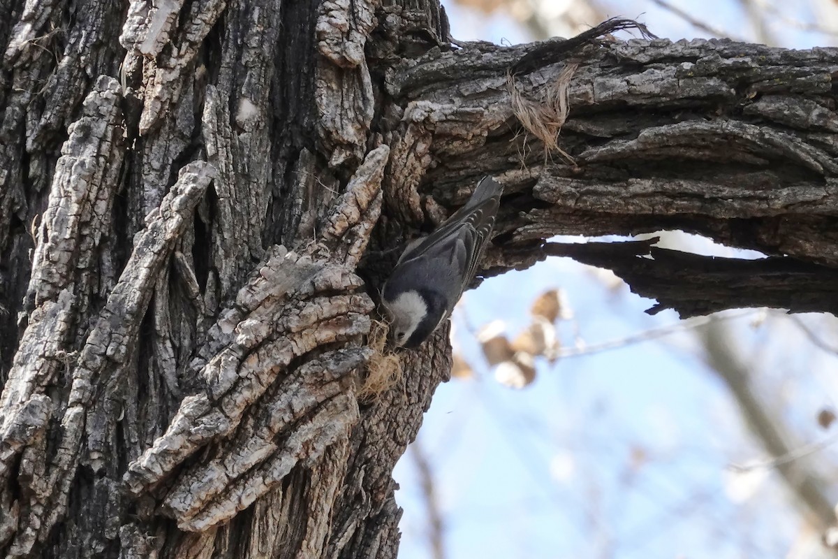 White-breasted Nuthatch (Interior West) - ML616937117