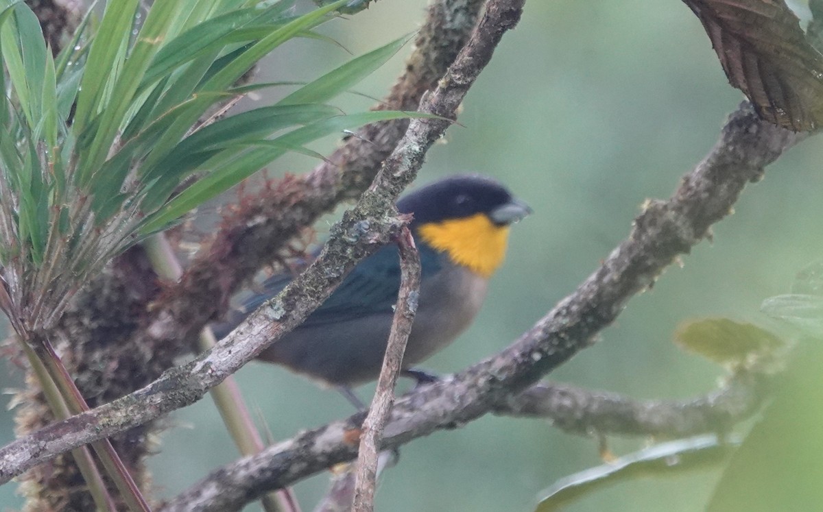 Yellow-throated Tanager - ML616937152