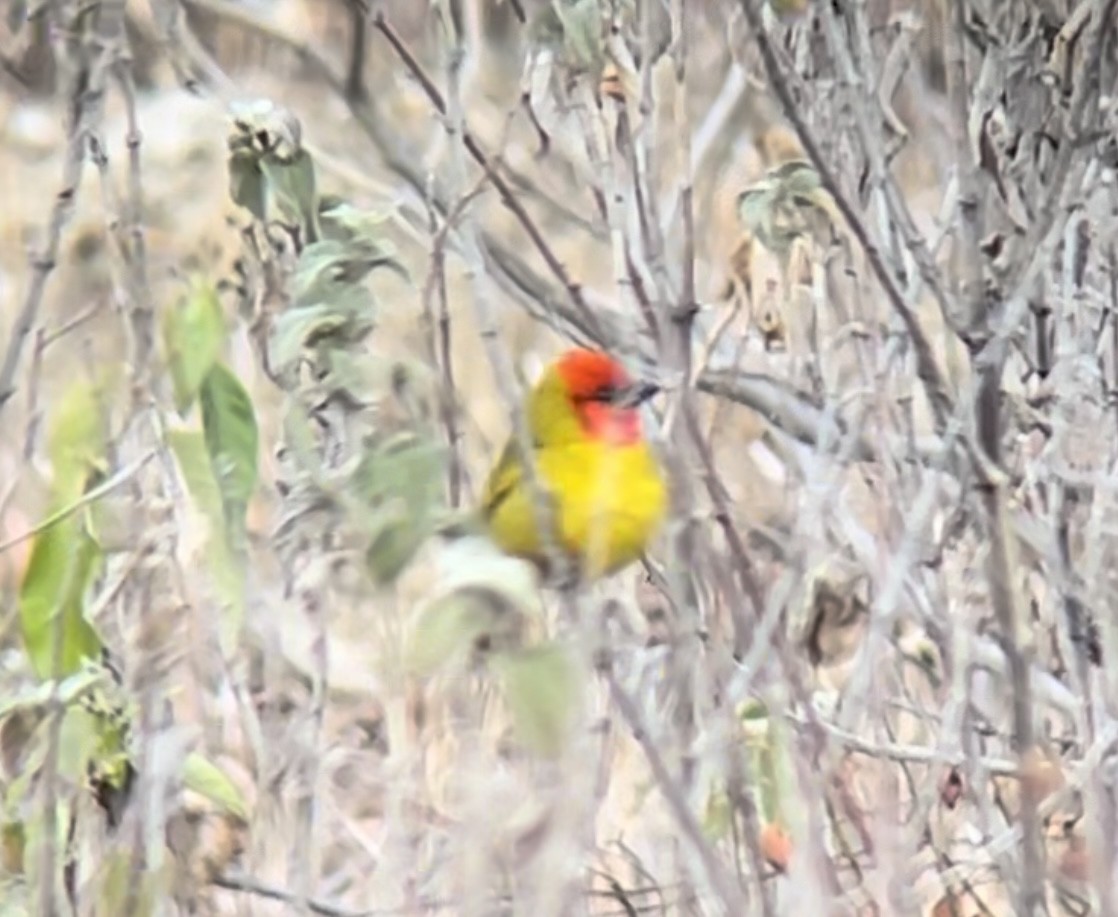 Red-headed Tanager - ML616937295