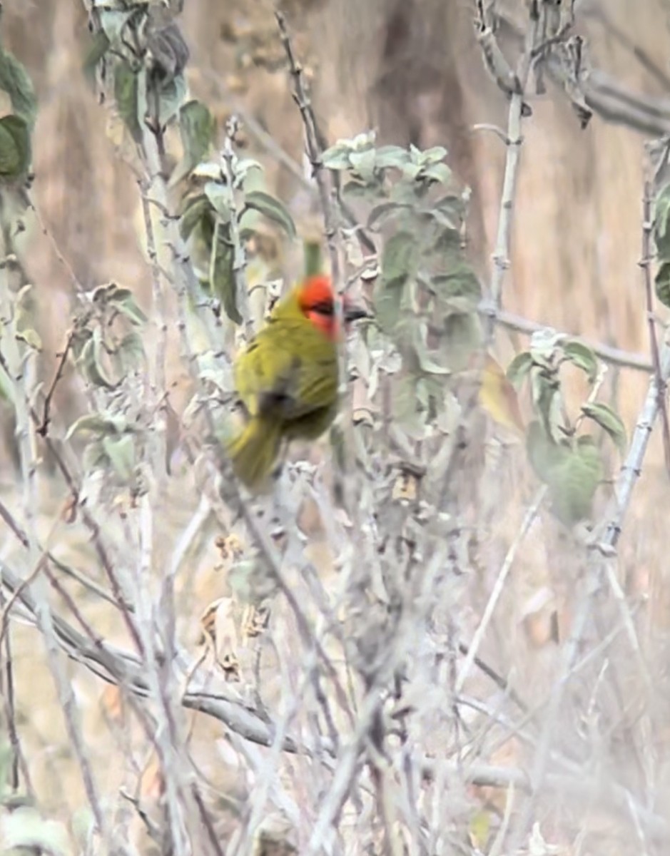 Red-headed Tanager - ML616937296