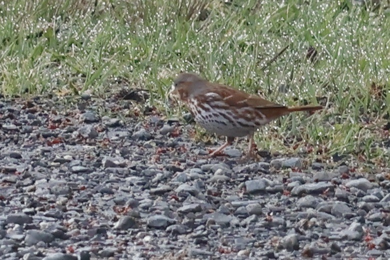 Fox Sparrow - ML616937374