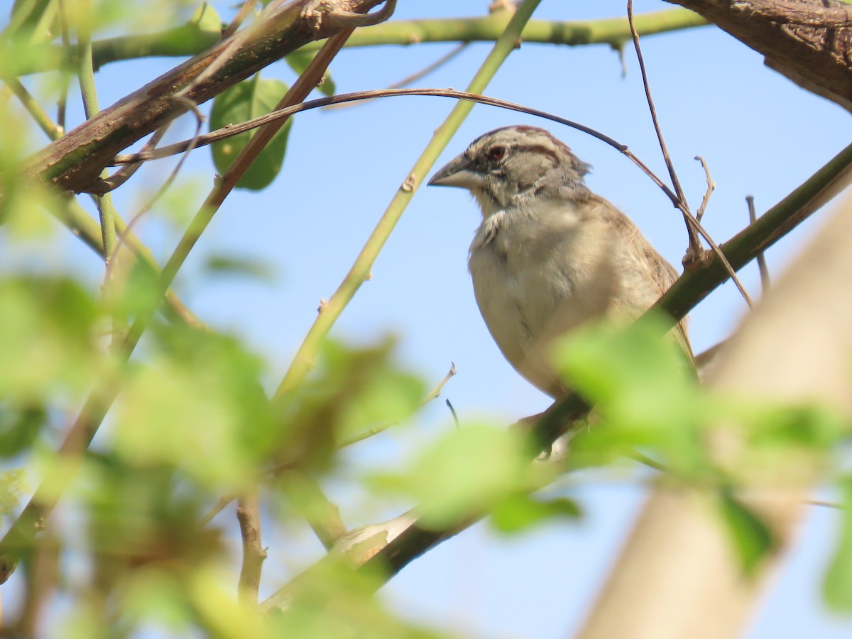 Tumbes Sparrow - Katherine Holland
