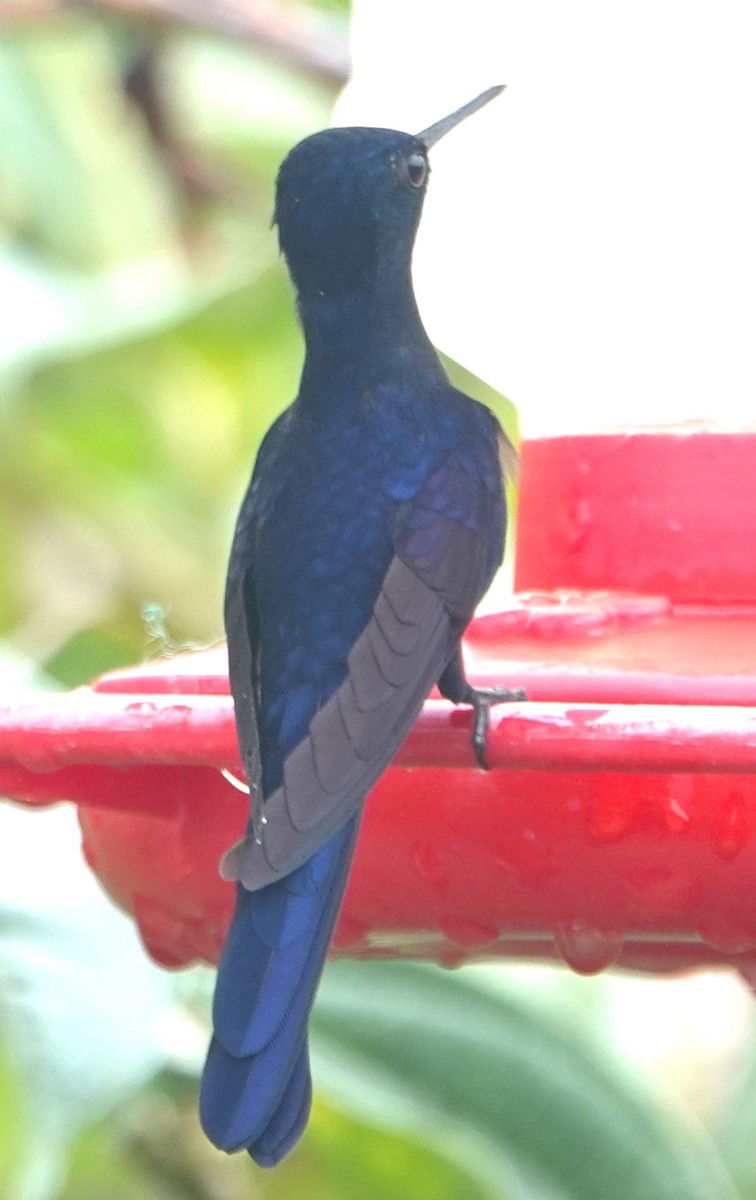 kolibřík královský - ML616937579