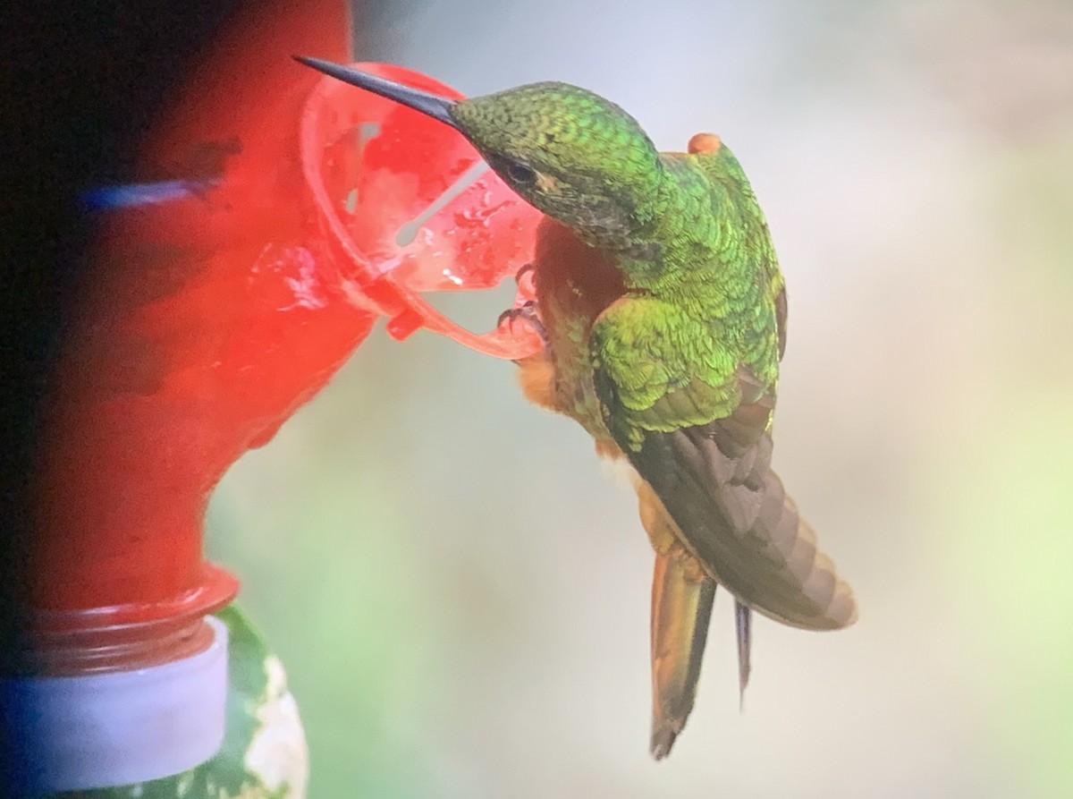 kolibřík peruánský - ML616937606