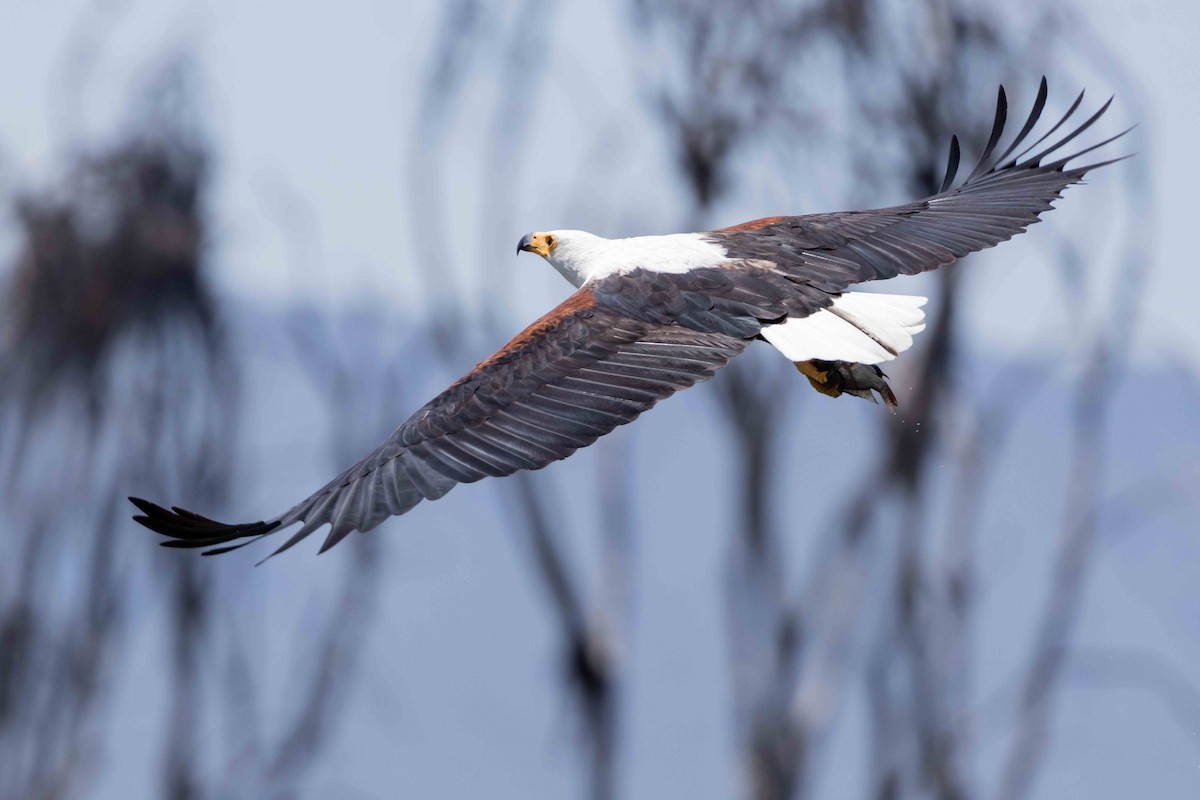 African Fish-Eagle - ML616937670
