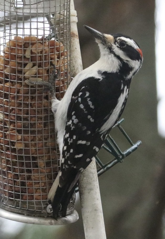 Hairy Woodpecker (Eastern) - ML616937727