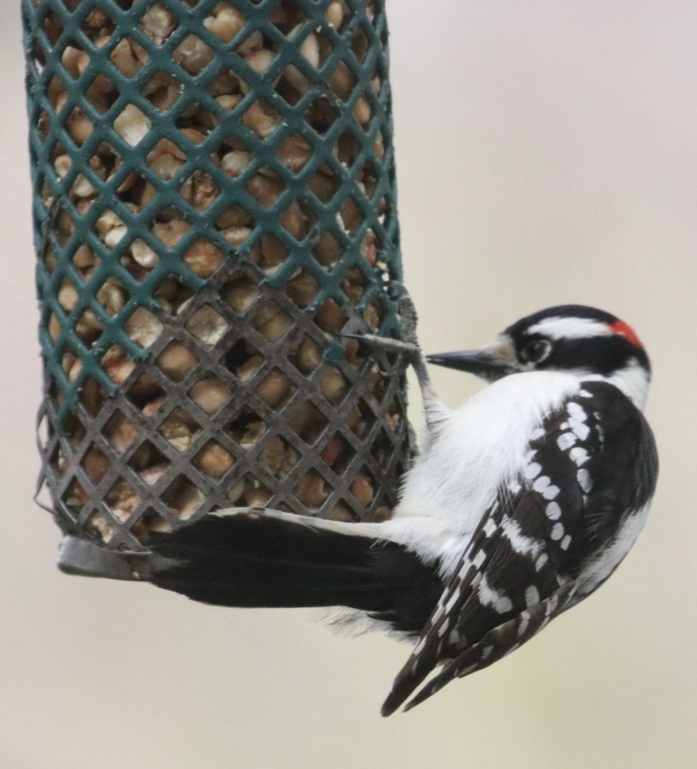 Downy Woodpecker (Eastern) - ML616937737