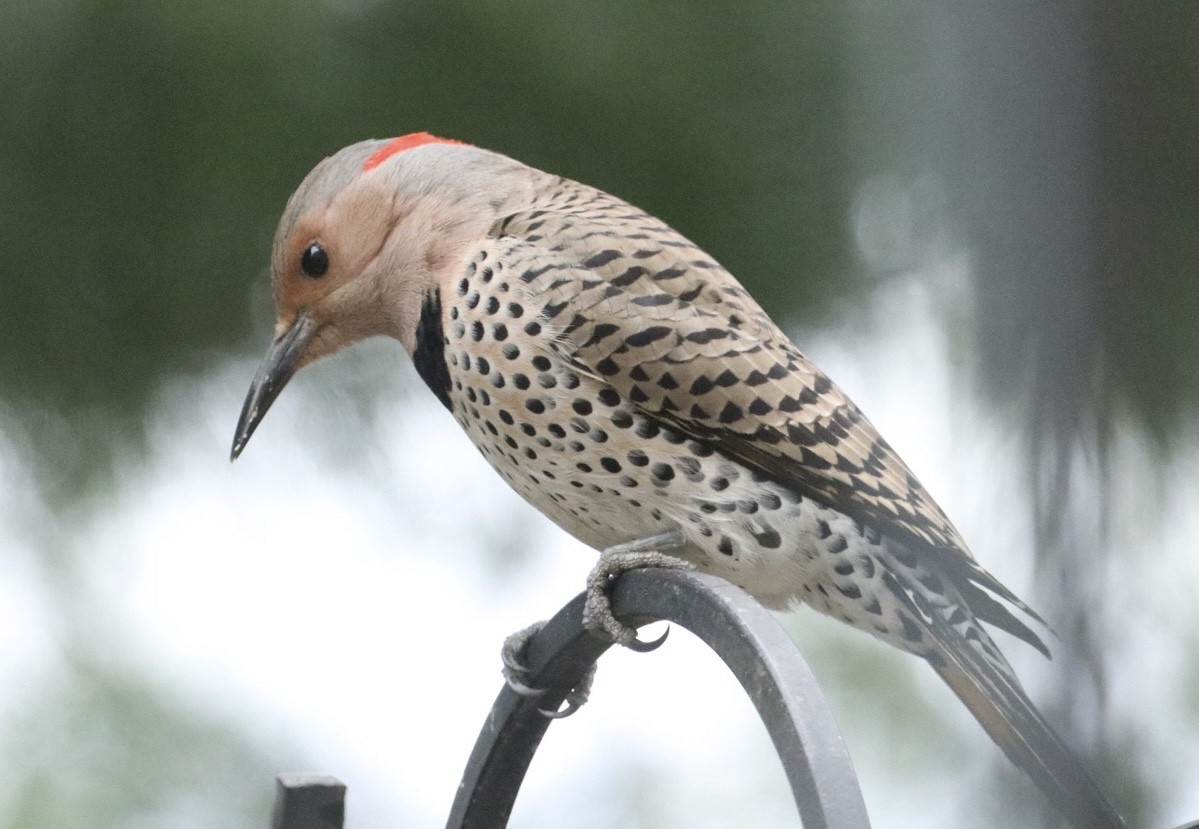 Northern Flicker (Yellow-shafted) - ML616937764