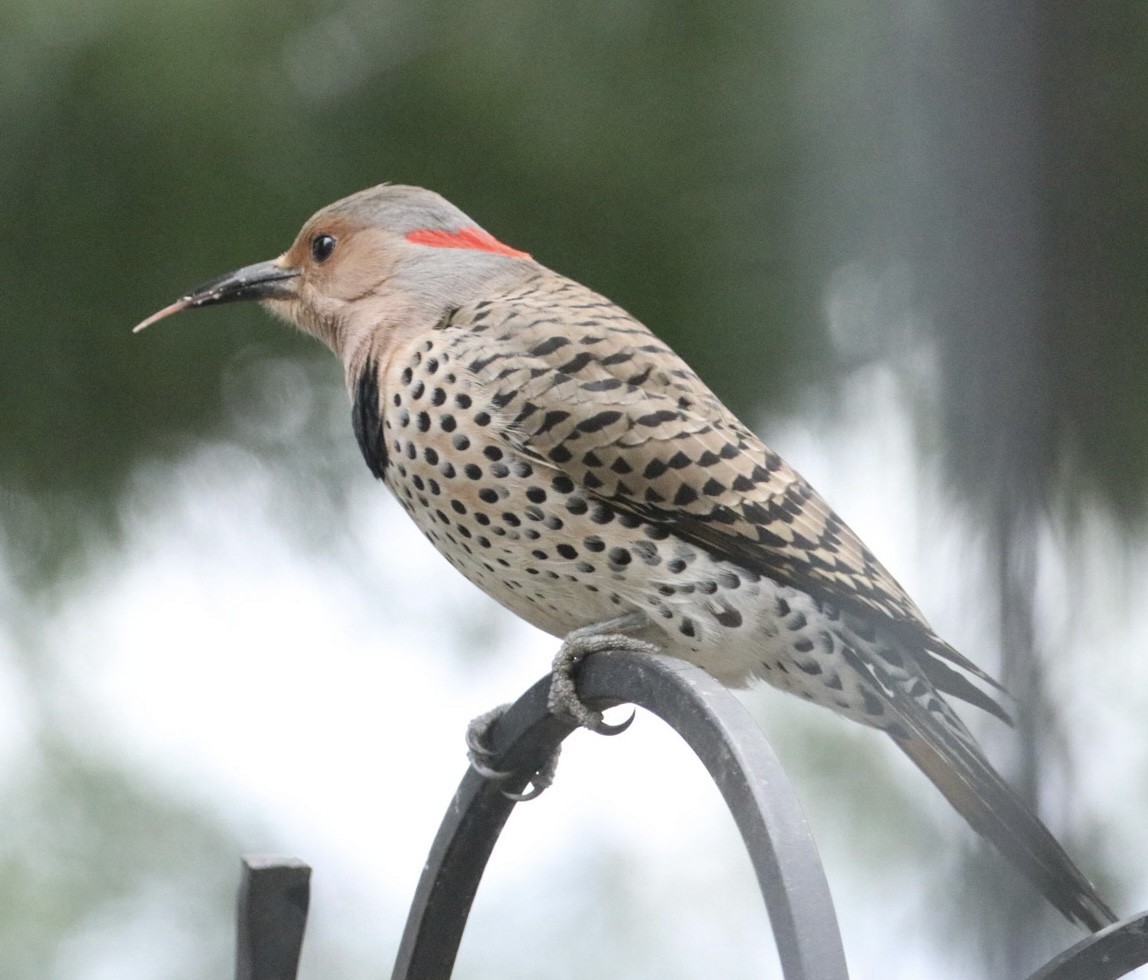 Northern Flicker (Yellow-shafted) - ML616937765