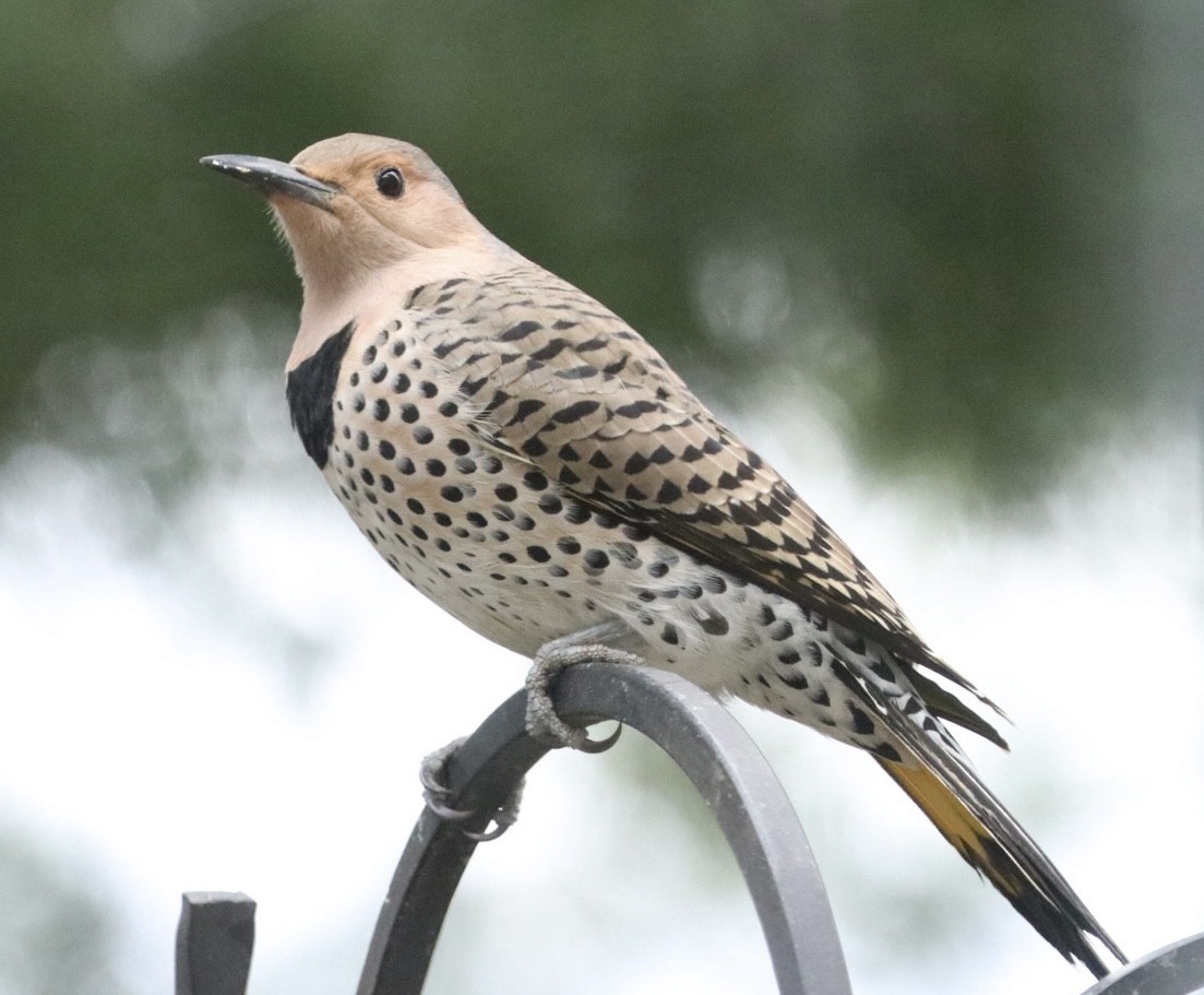Northern Flicker (Yellow-shafted) - ML616937766
